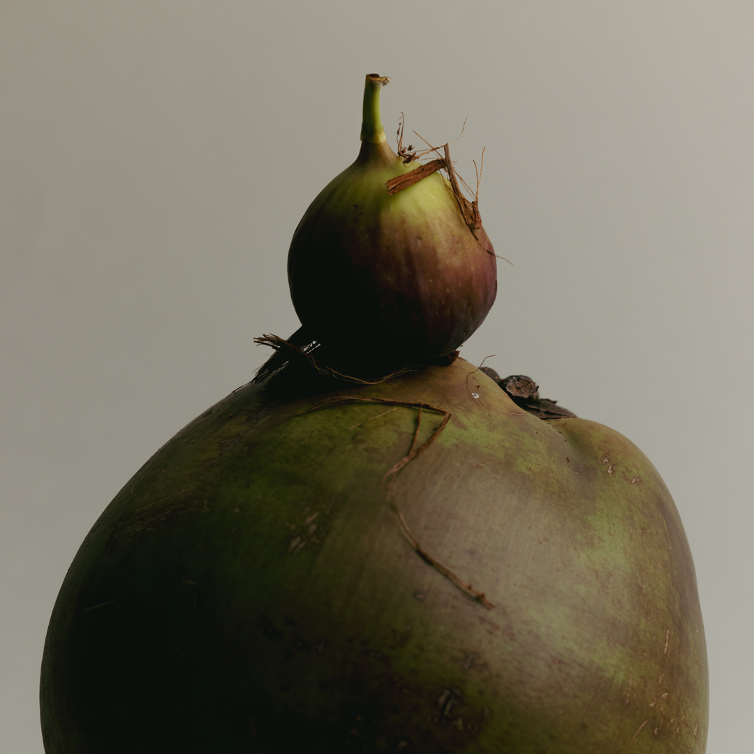A moody, artistic still life featuring a ripe fig balanced on top of a green coconut, photographed against a soft gray background with dramatic shadows.
