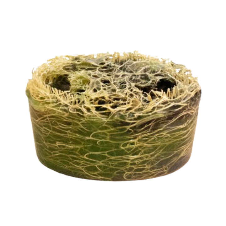 洗涤海绵草浸液洗发皂