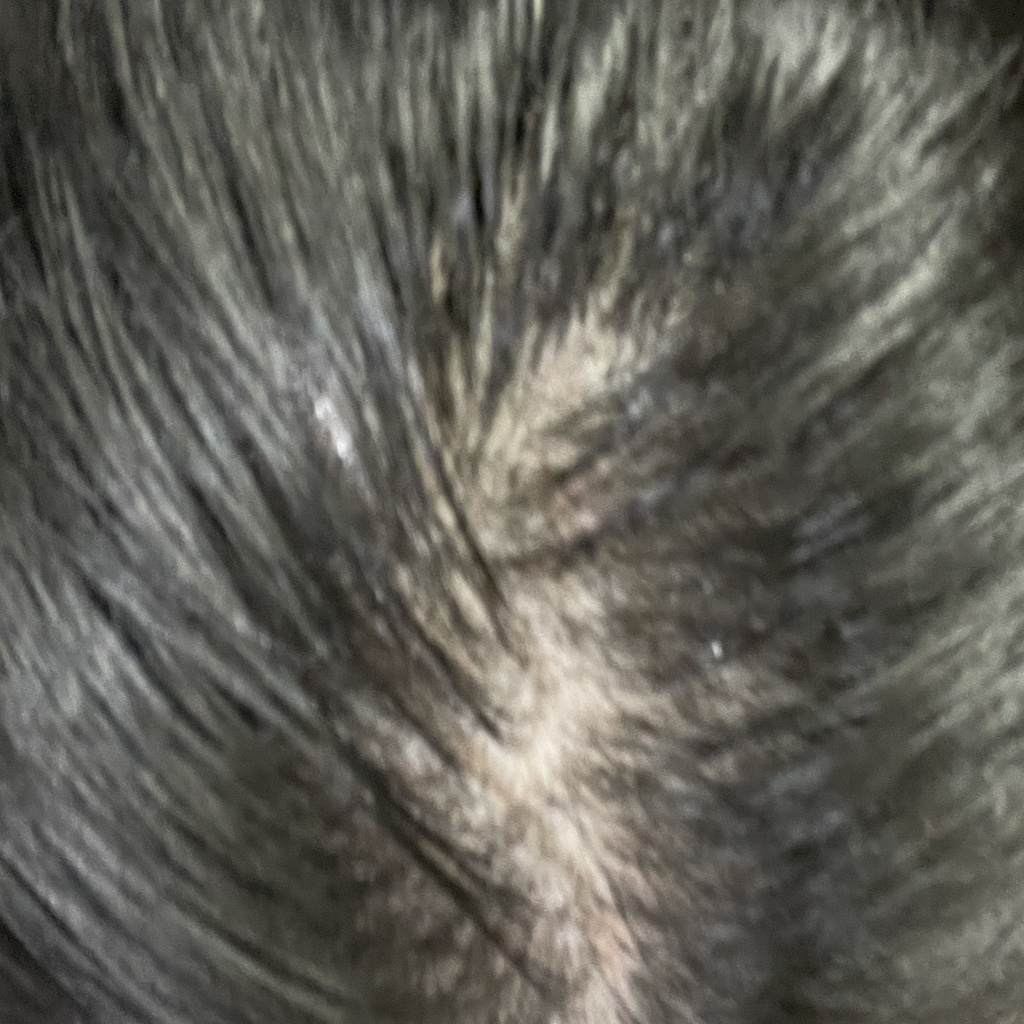 RGIII (알지쓰리) 레드진생 스칼프 토닉 review image