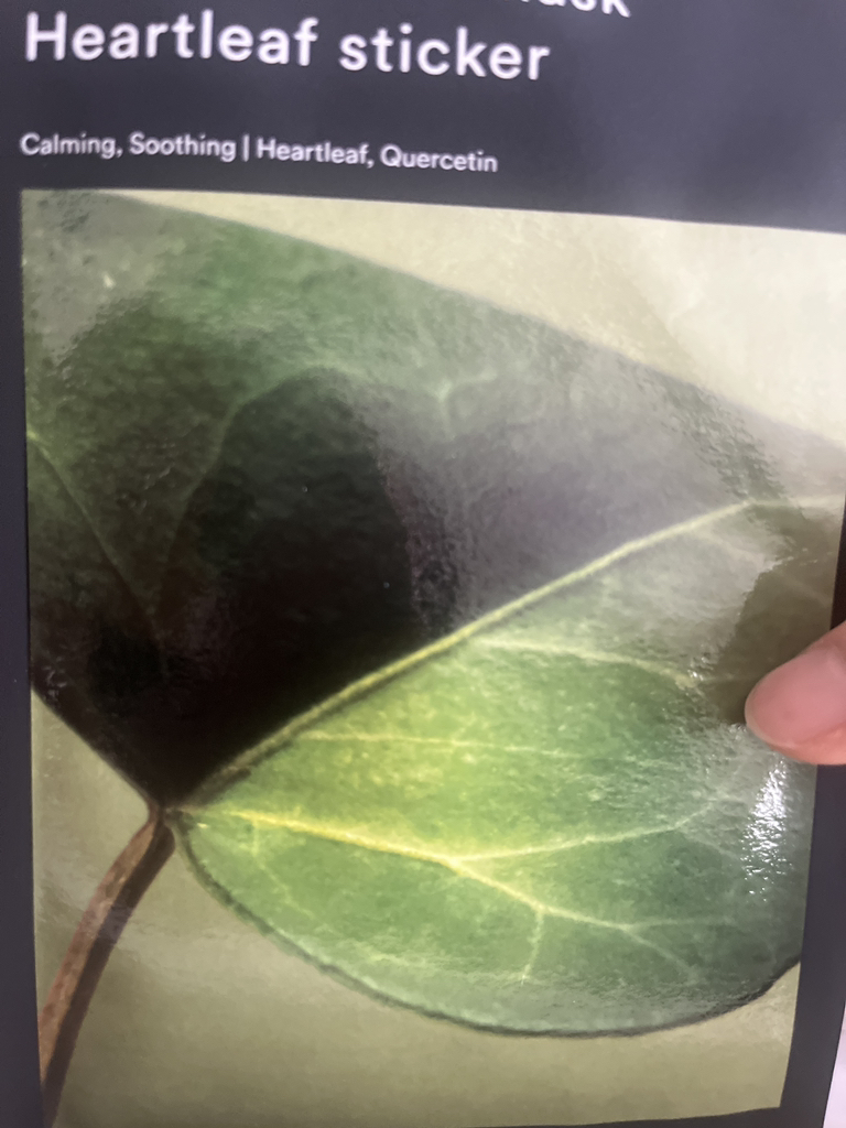 鱼腥草臻粹紧致面膜的真实用户使用照片