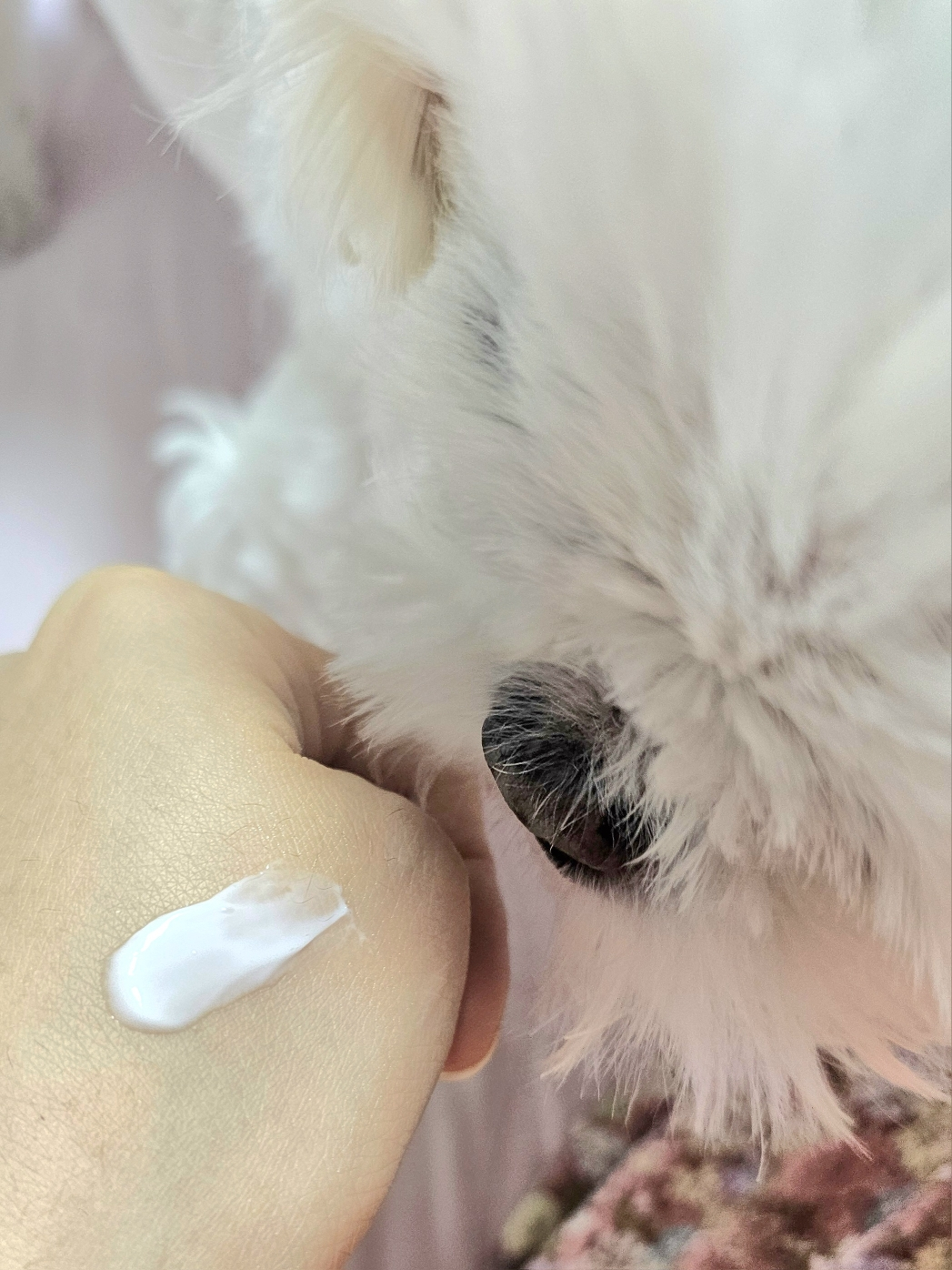 셀퓨전씨 (CellFusionC) 레이저 리쥬버네이션 크림 review image