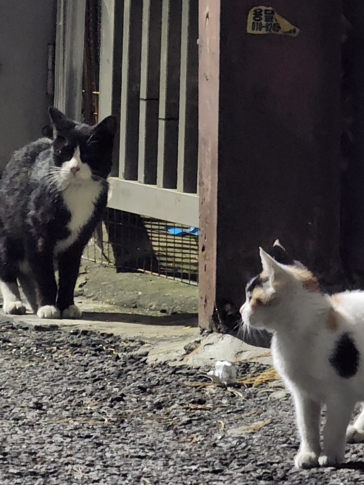 토브 (TruthOfBeauty) 갈락토 씨씨 결 세럼 review image