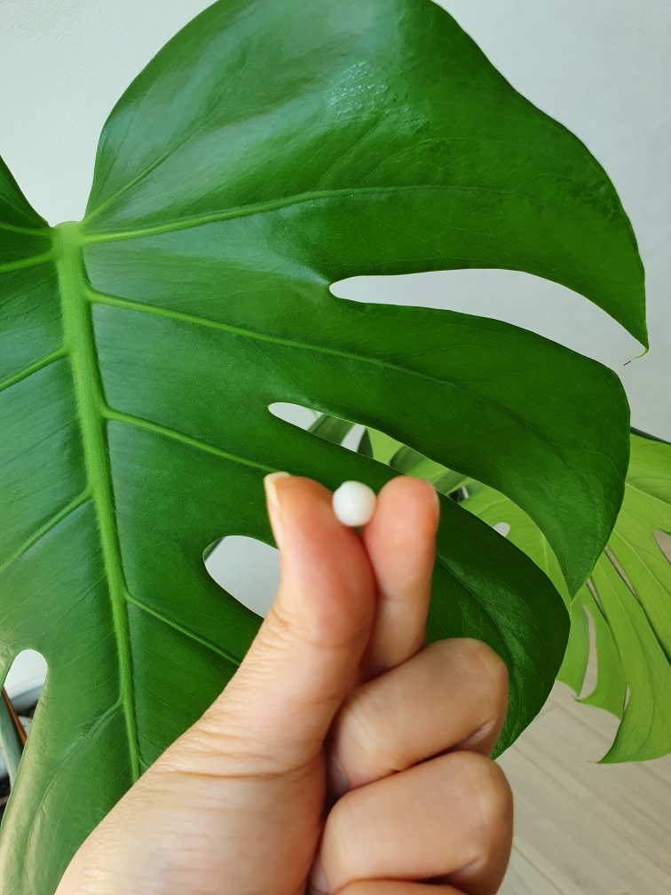 론지 (Lon.G) 리페어 스킨백 캡슐 크림 review image