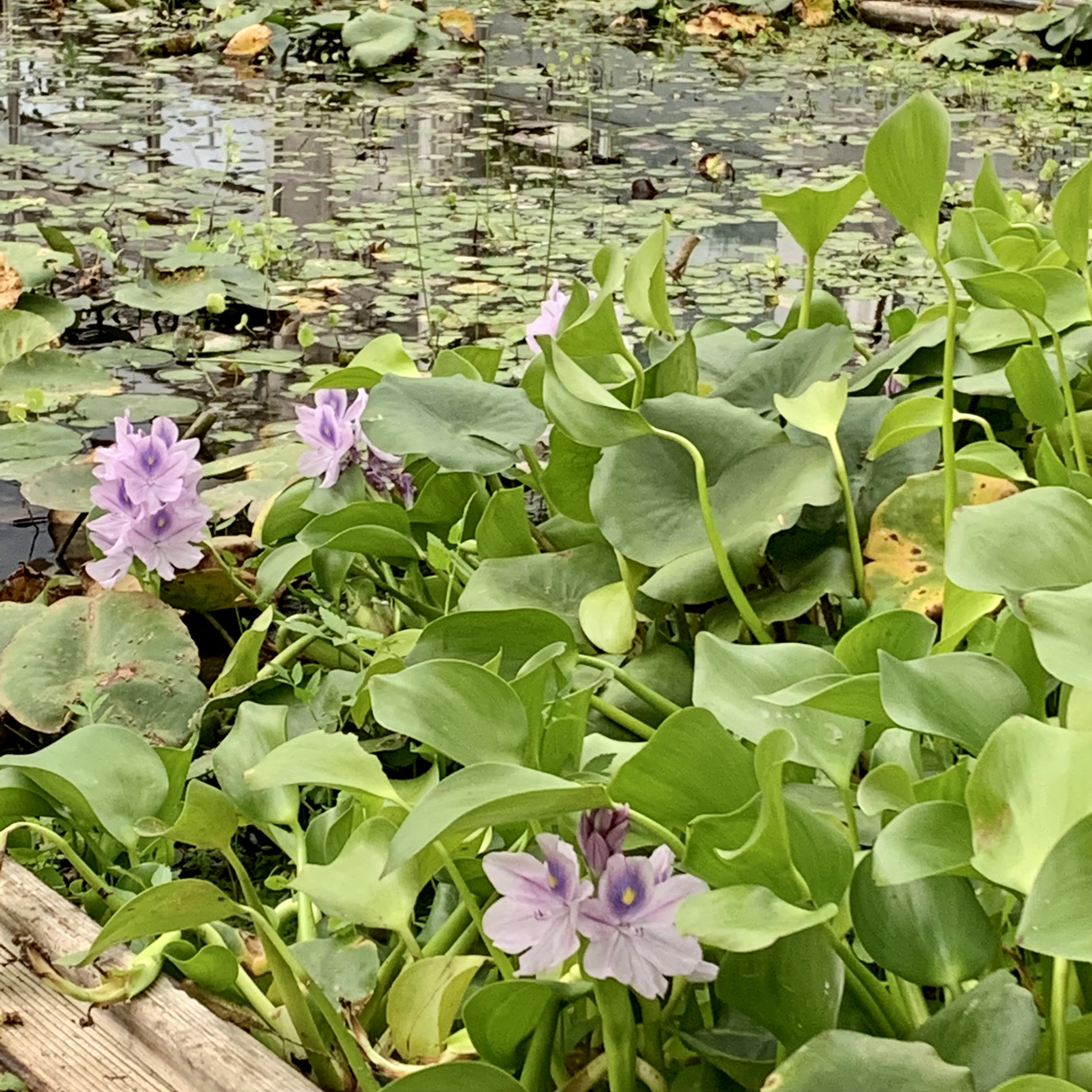 co****** profile image