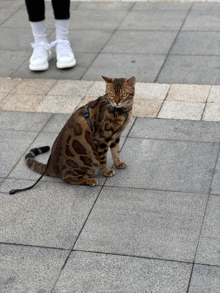 cf******** profile image