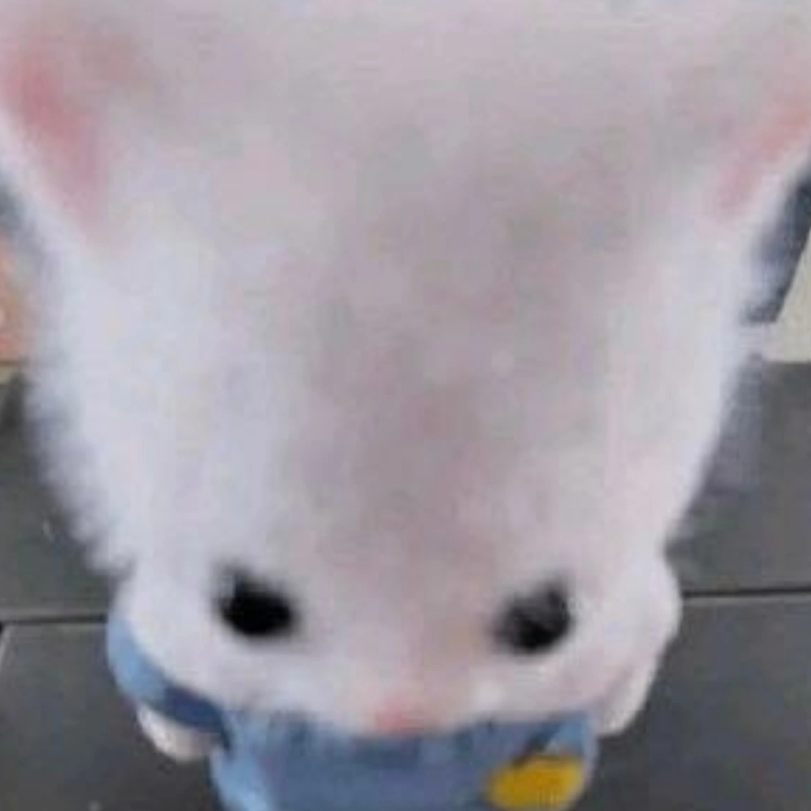 ye******* profile image