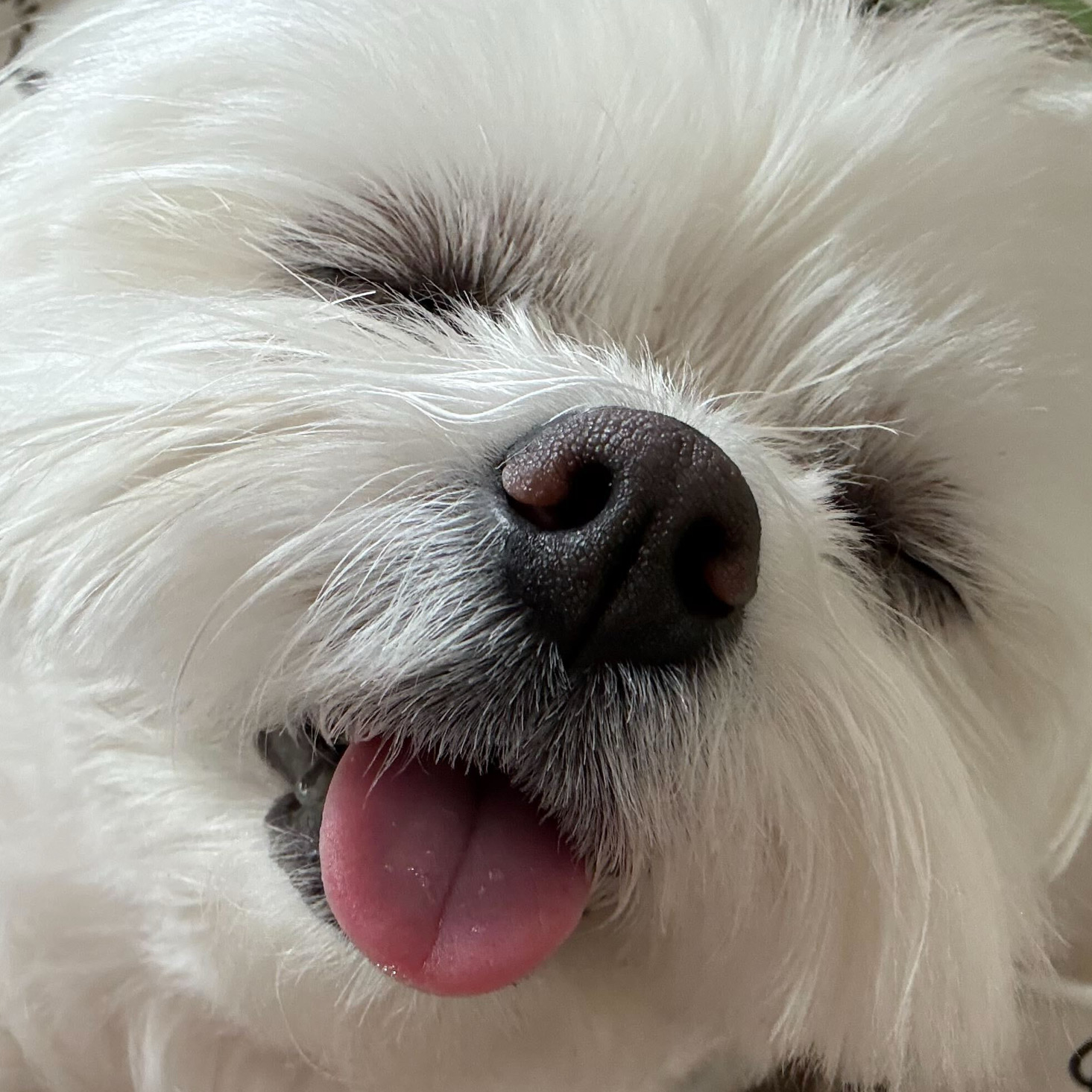 gu********** profile image