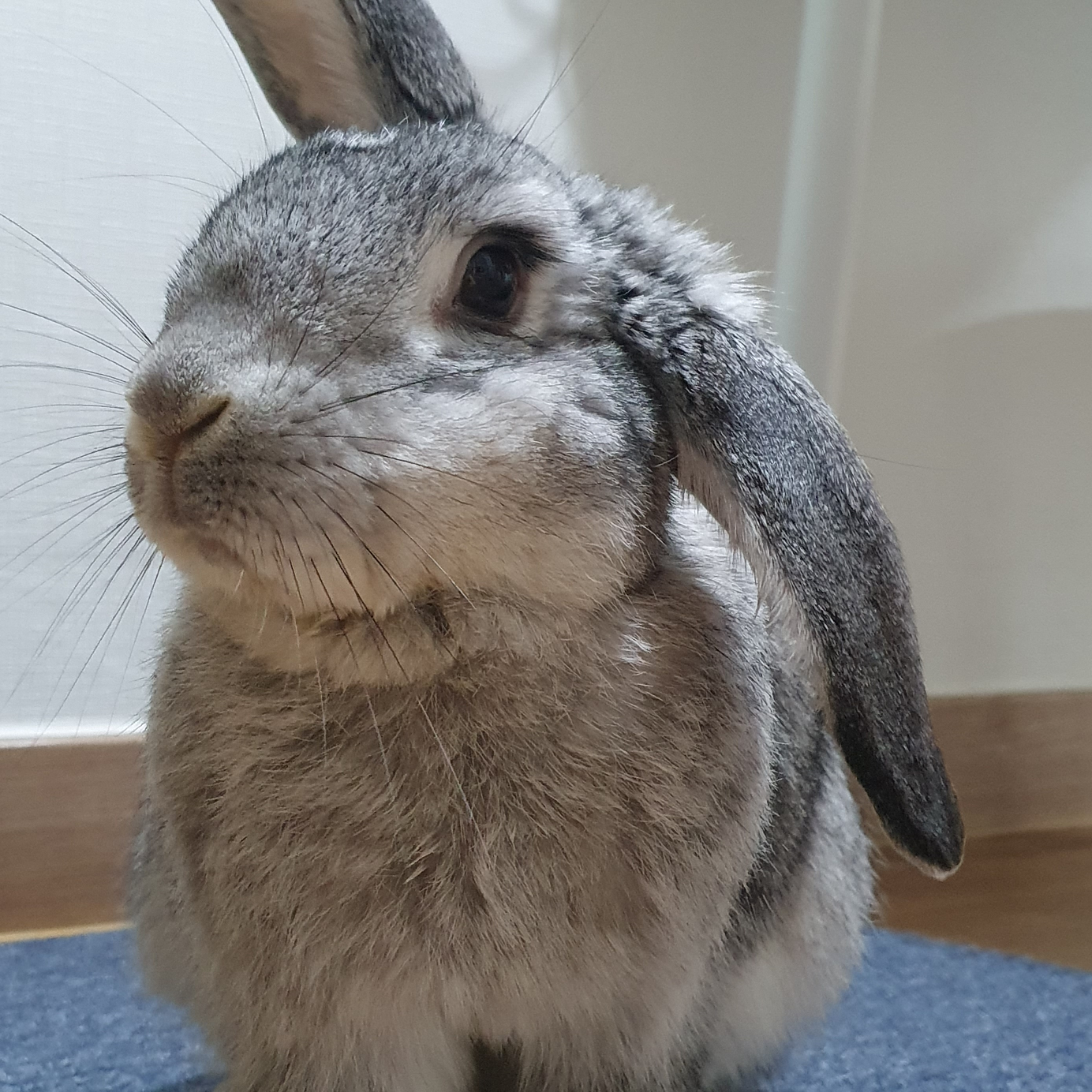 al******* profile image