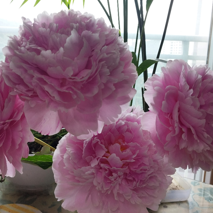 re********* profile image