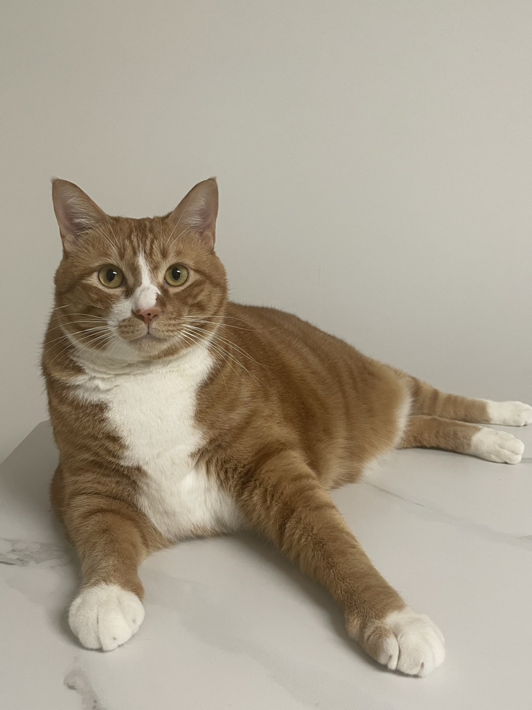 sh******** profile image