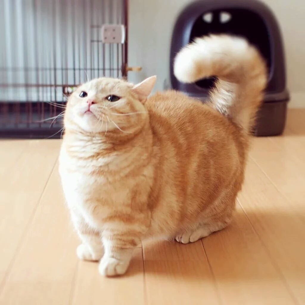 su****** profile image