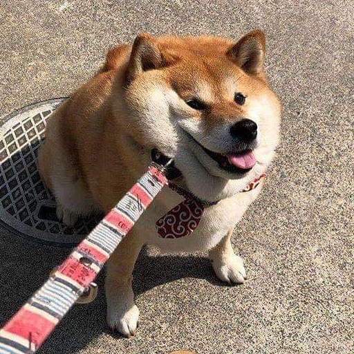 co******** profile image