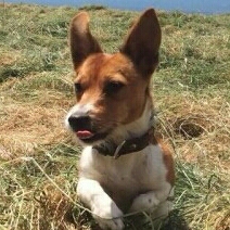 de****** profile image