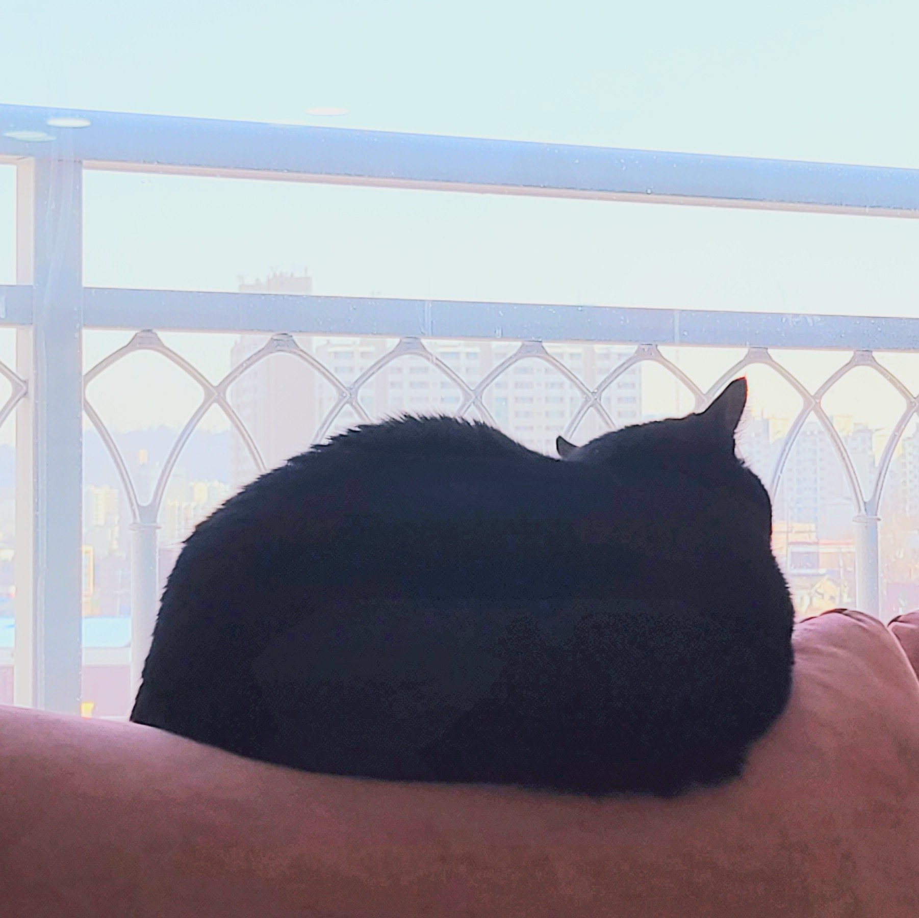 sh********* profile image