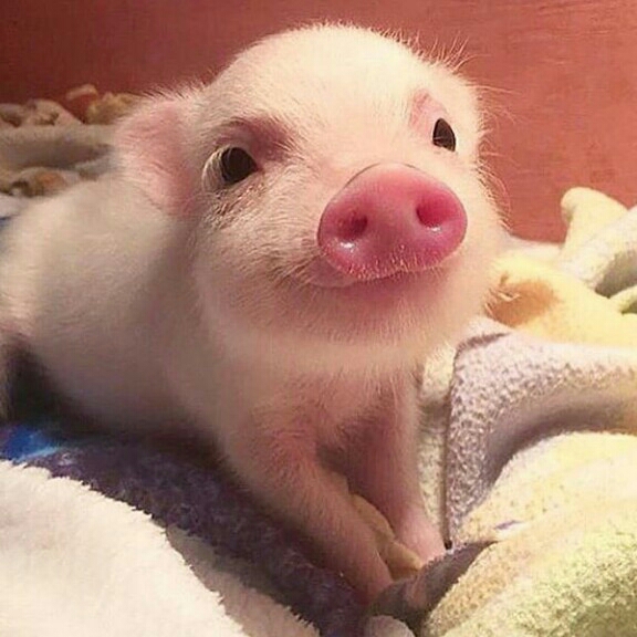 tj******* profile image