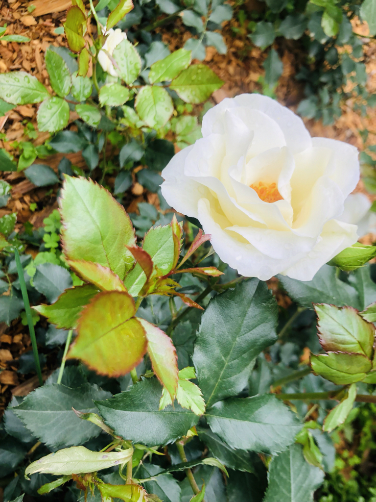 hy******** profile image