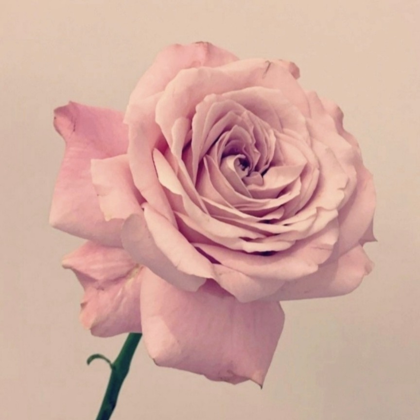 so******* profile image