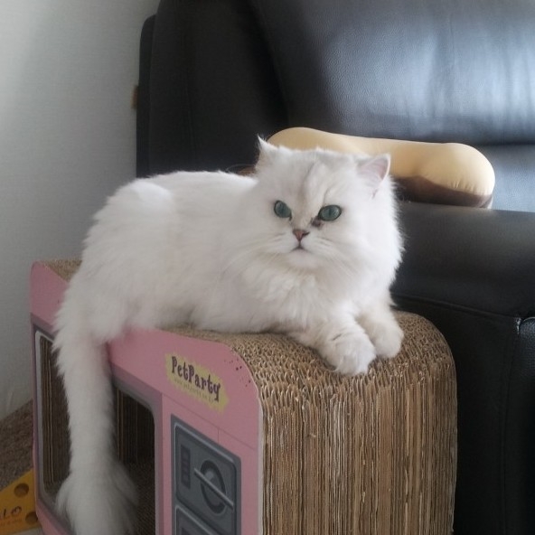 cr********** profile image