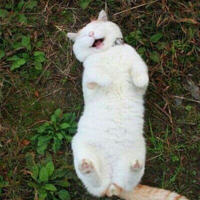 am**** profile image