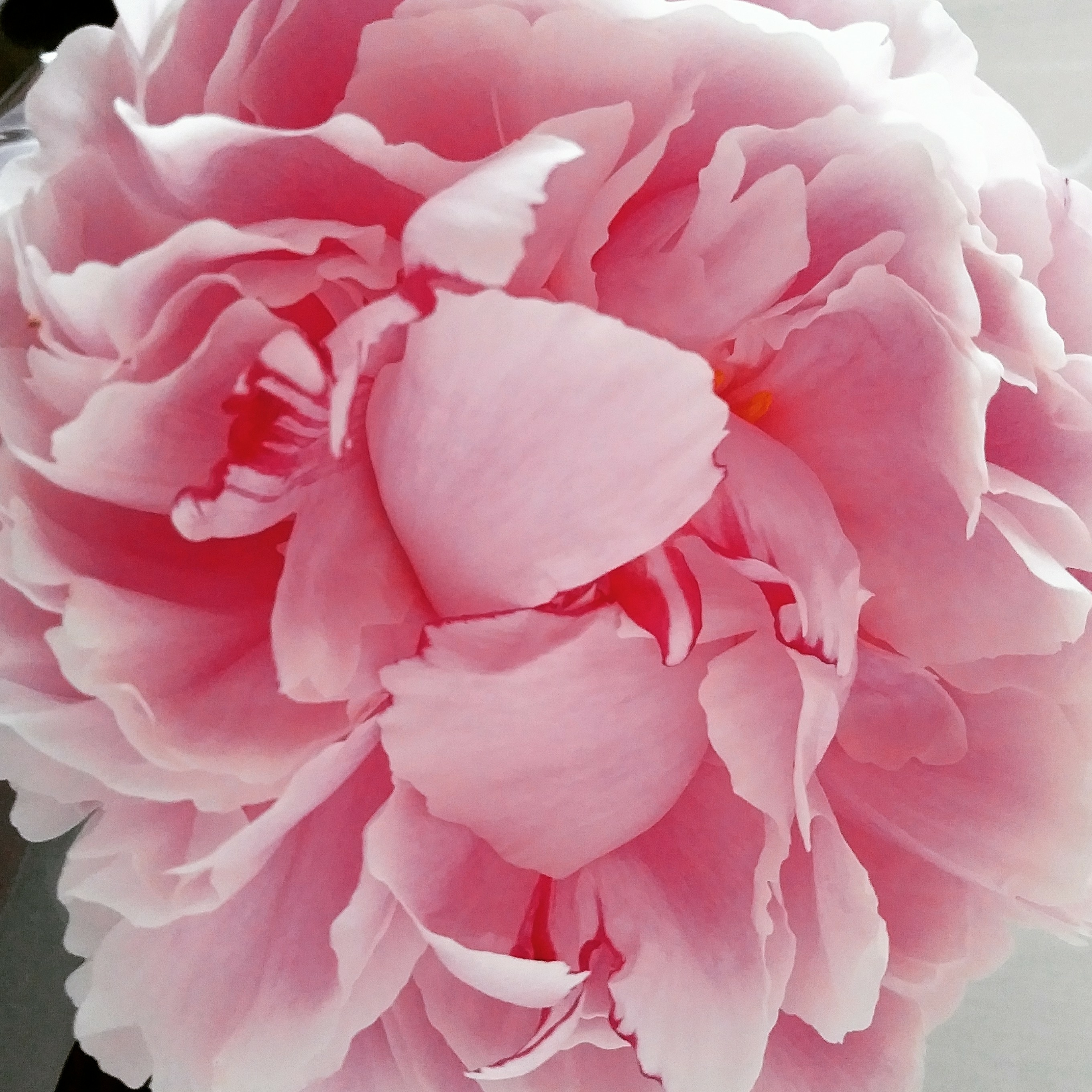 gi******* profile image