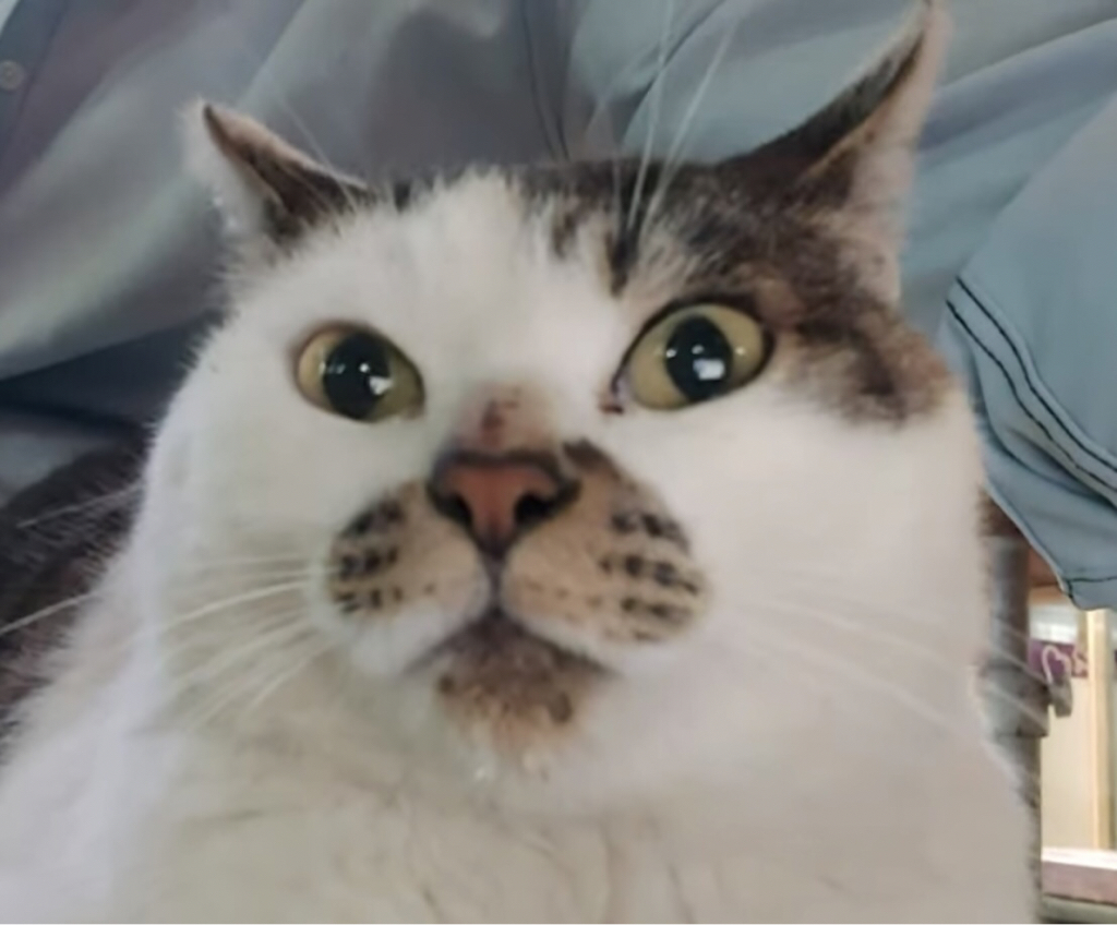 sh******** profile image