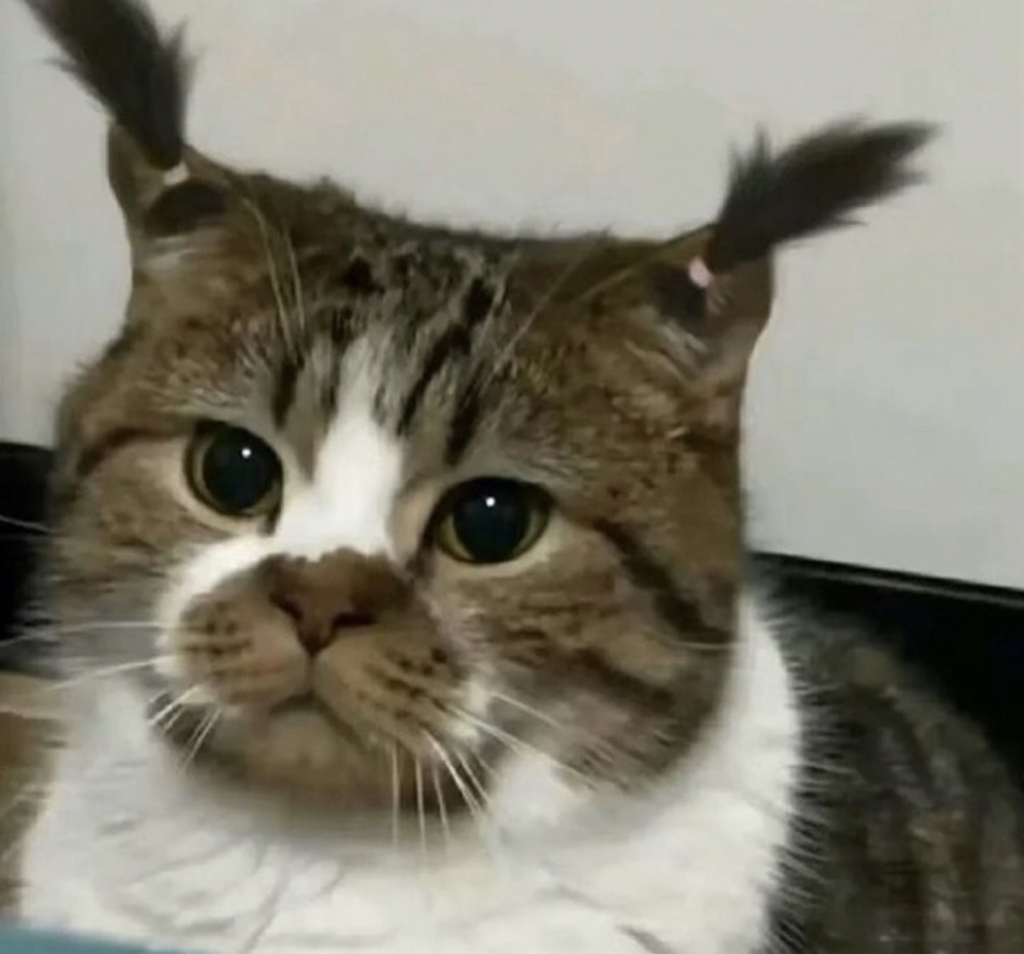 sh**** profile image