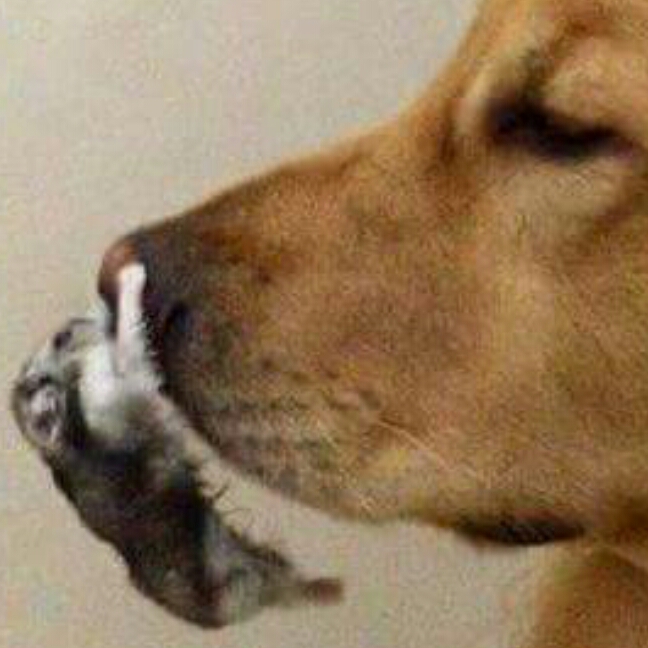 dl********* profile image