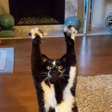 cc******* profile image