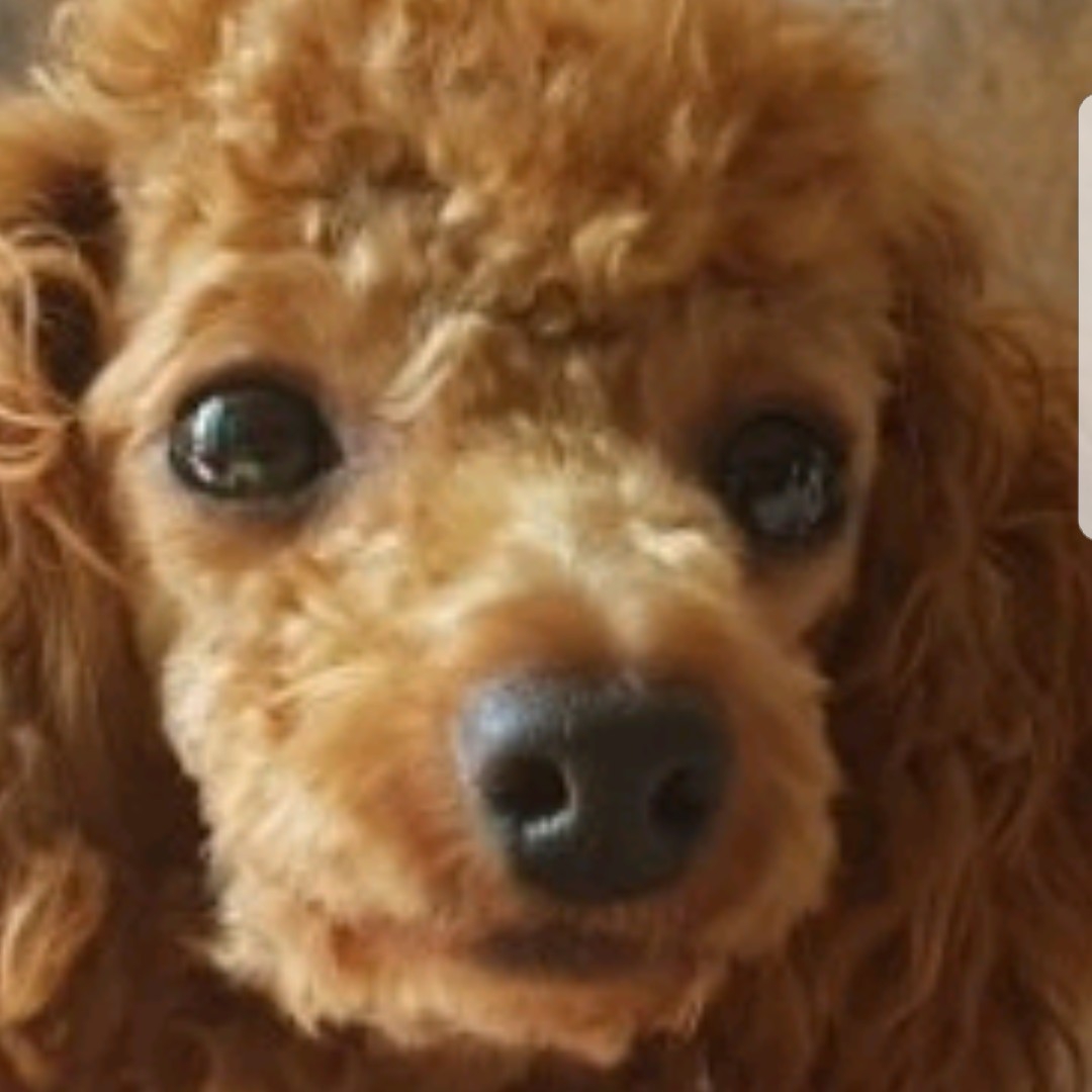 dk****** profile image