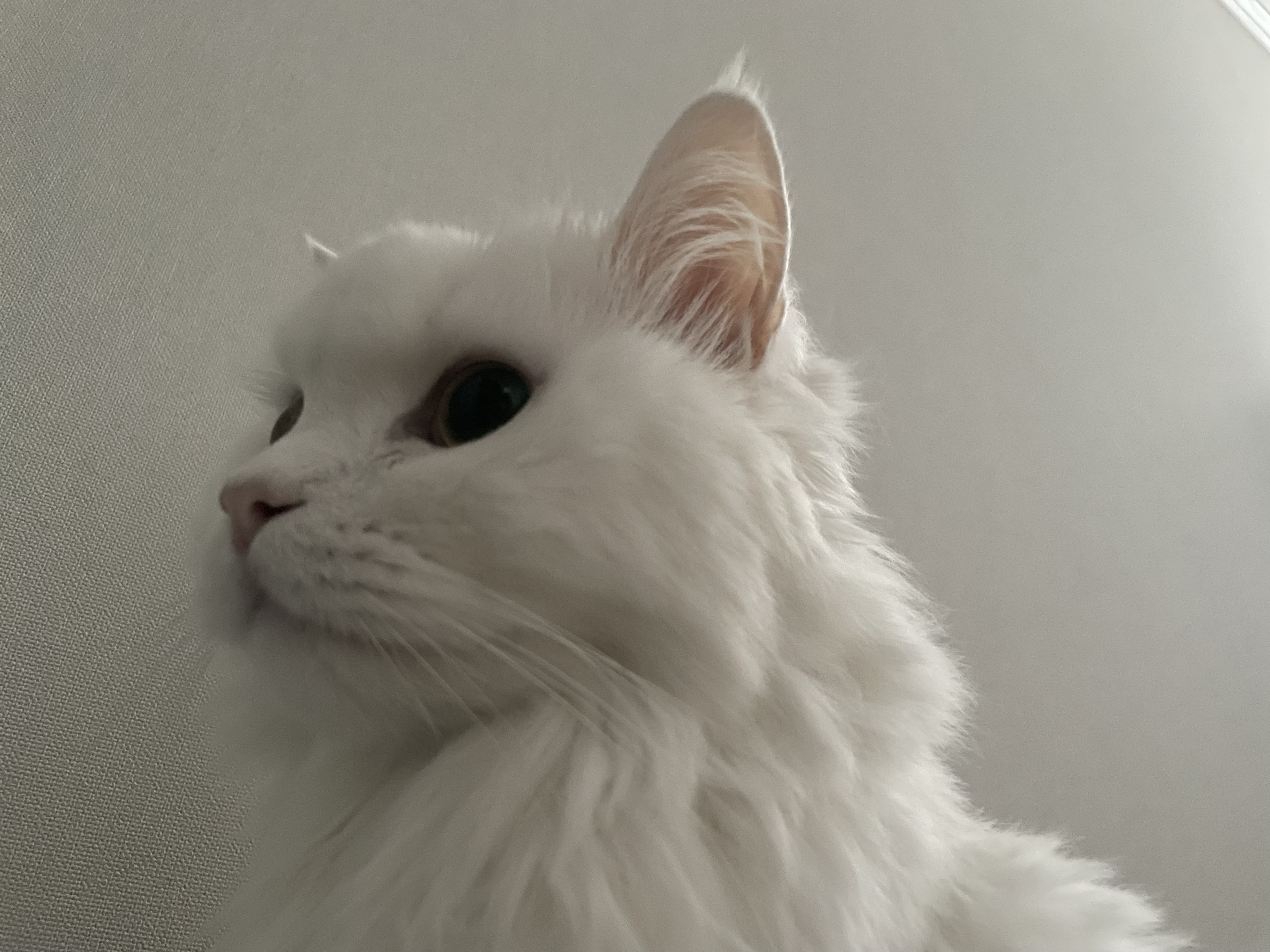 ou**** profile image