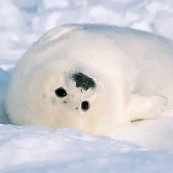 kr**** profile image