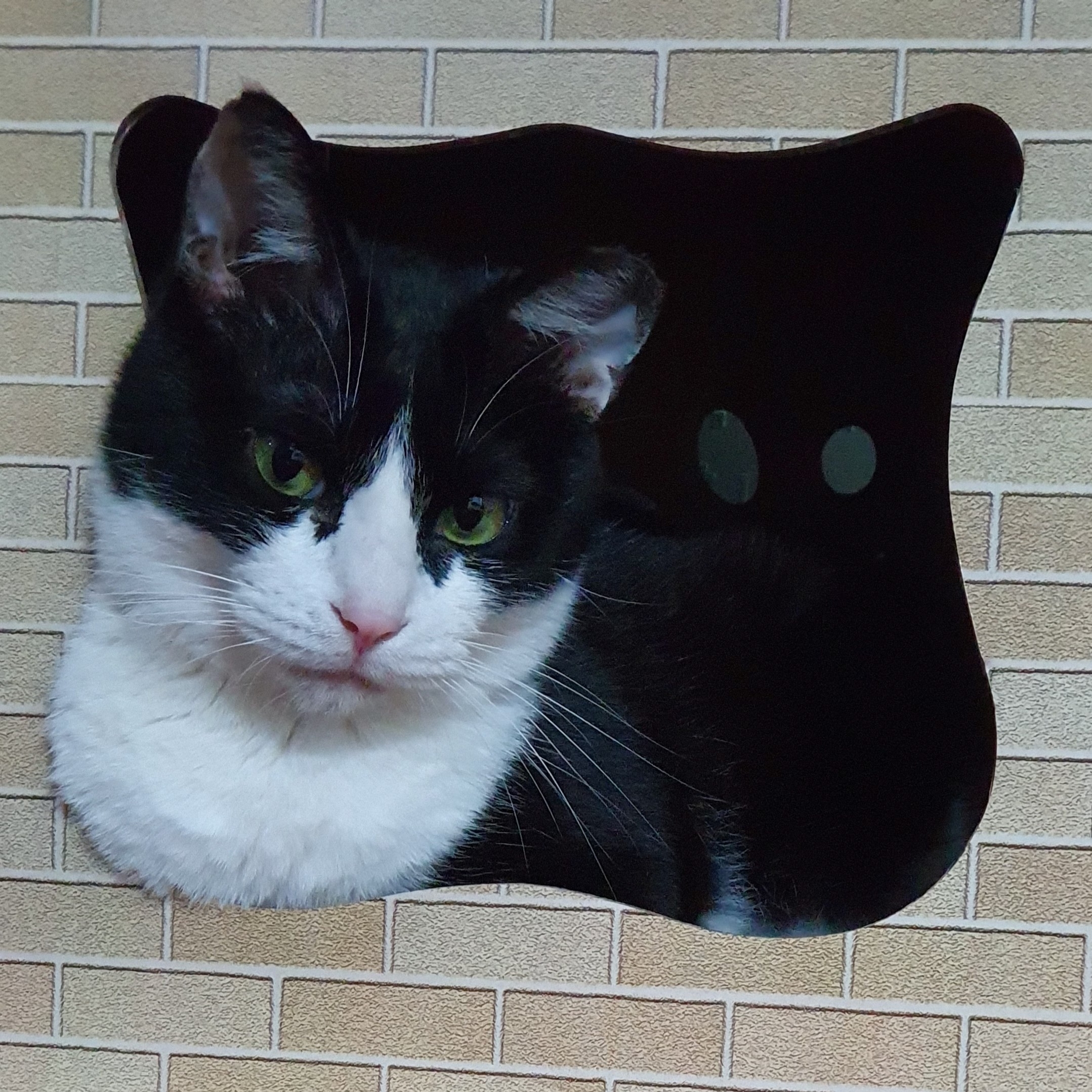 ss******** profile image