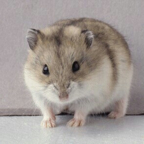 li******* profile image