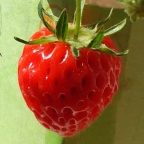 mu******** profile image