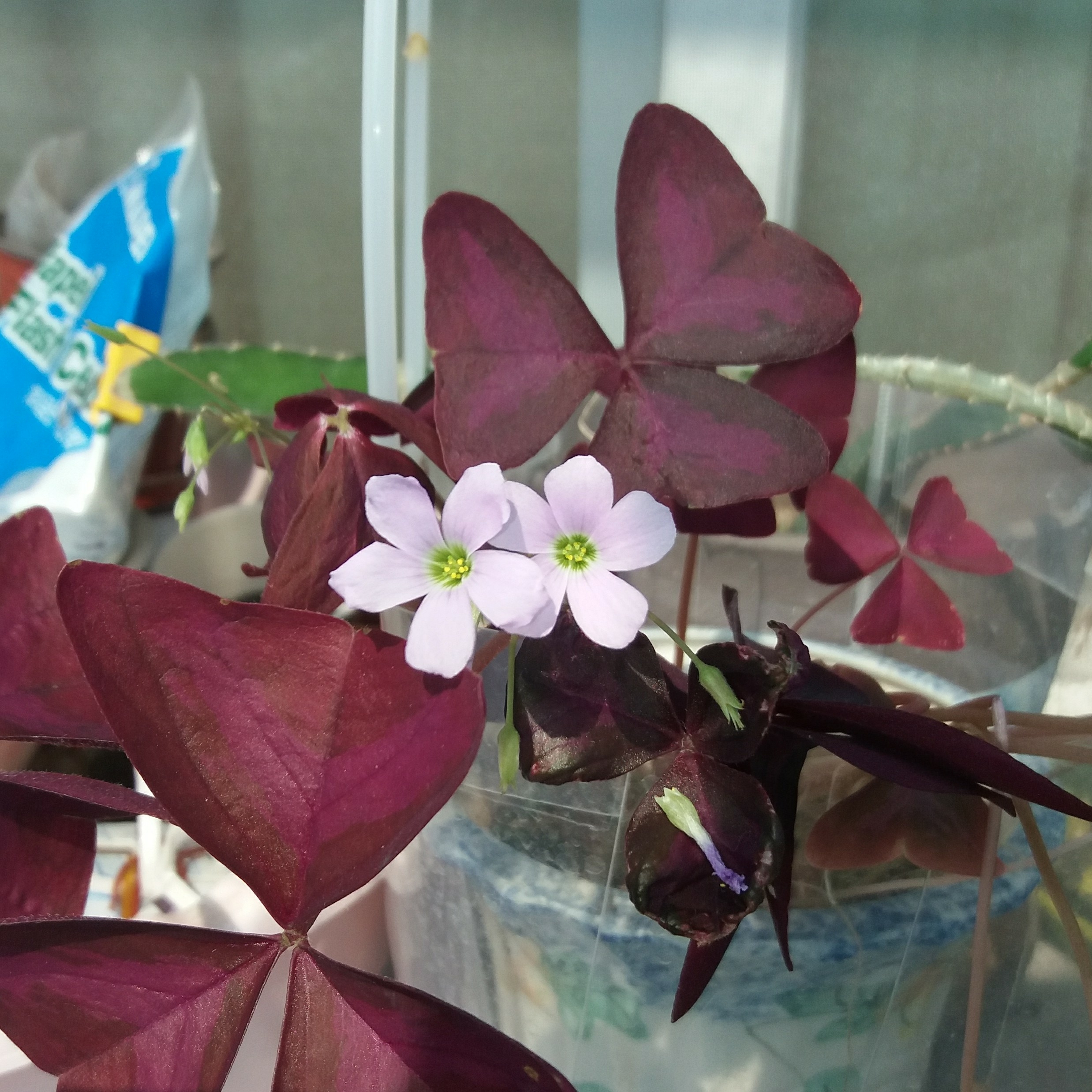 ac******* profile image