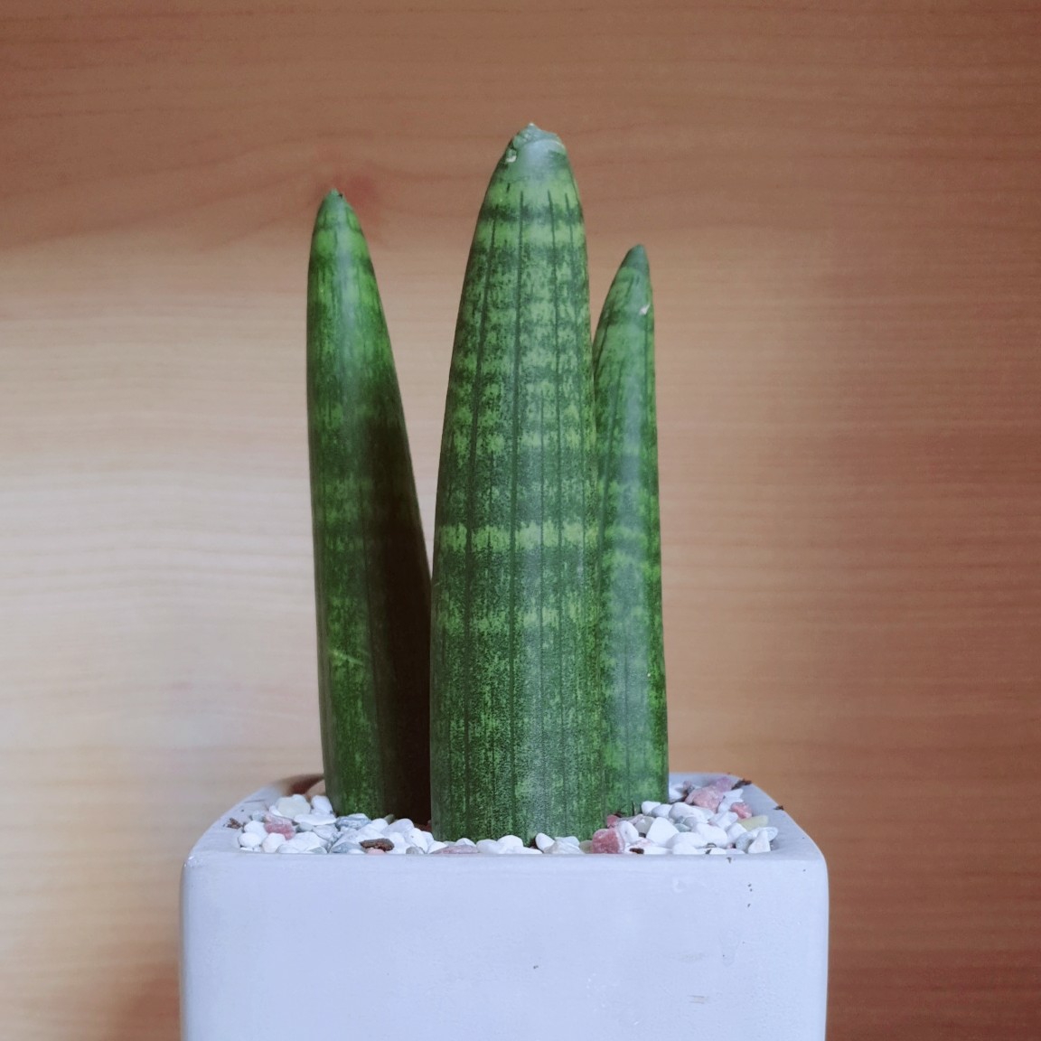 lo****** profile image