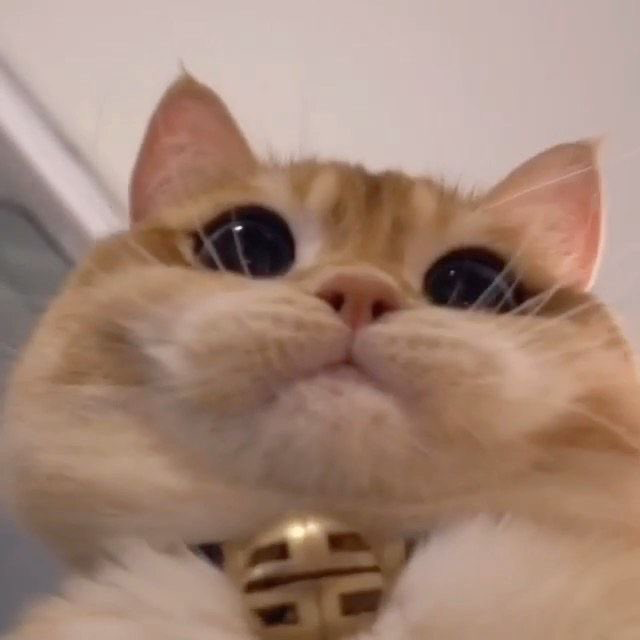 pp********** profile image