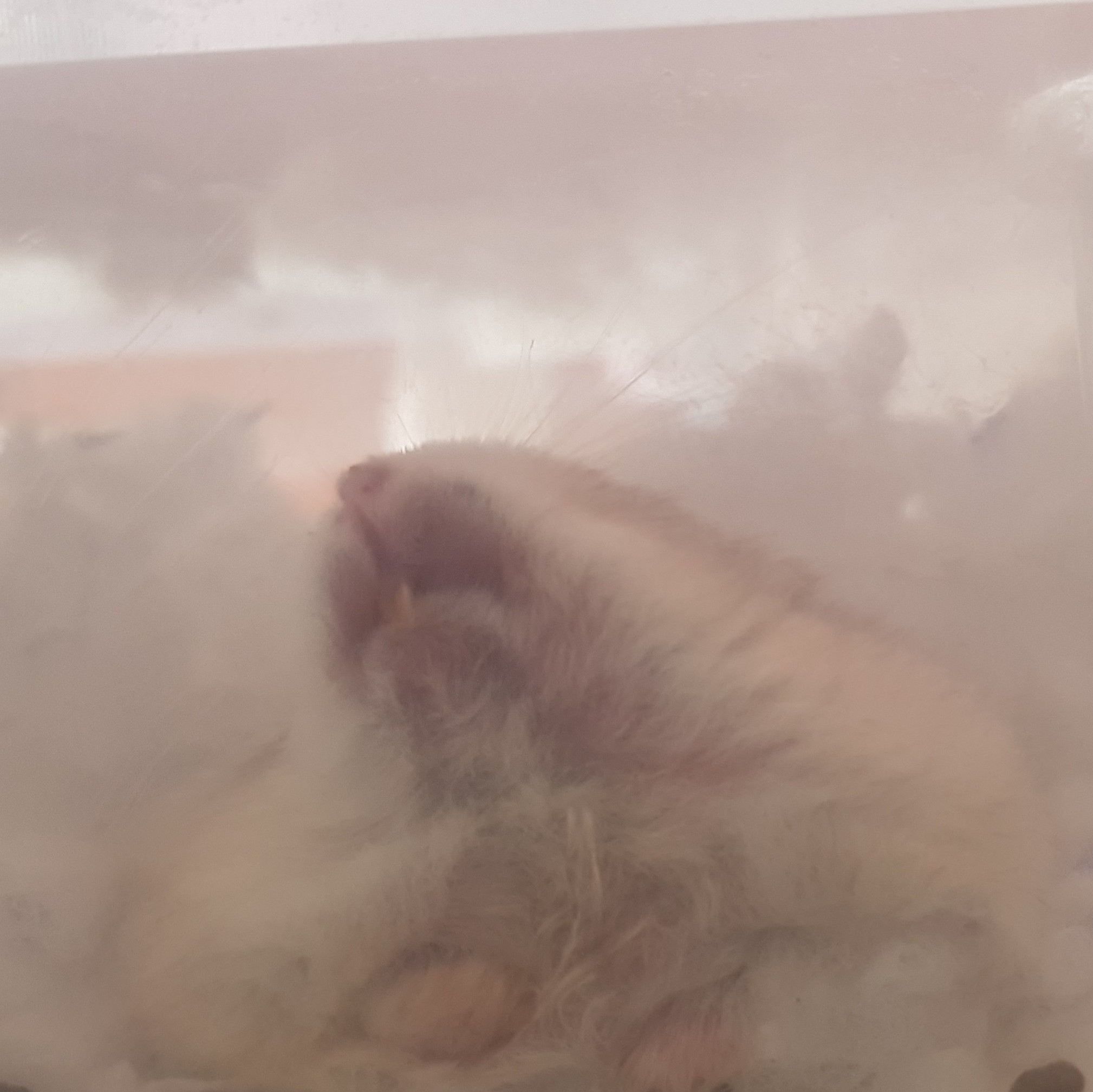 al****** profile image