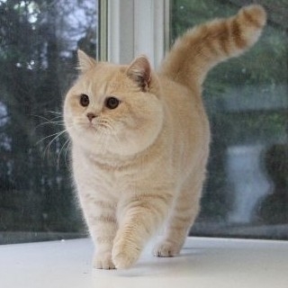 ch**** profile image