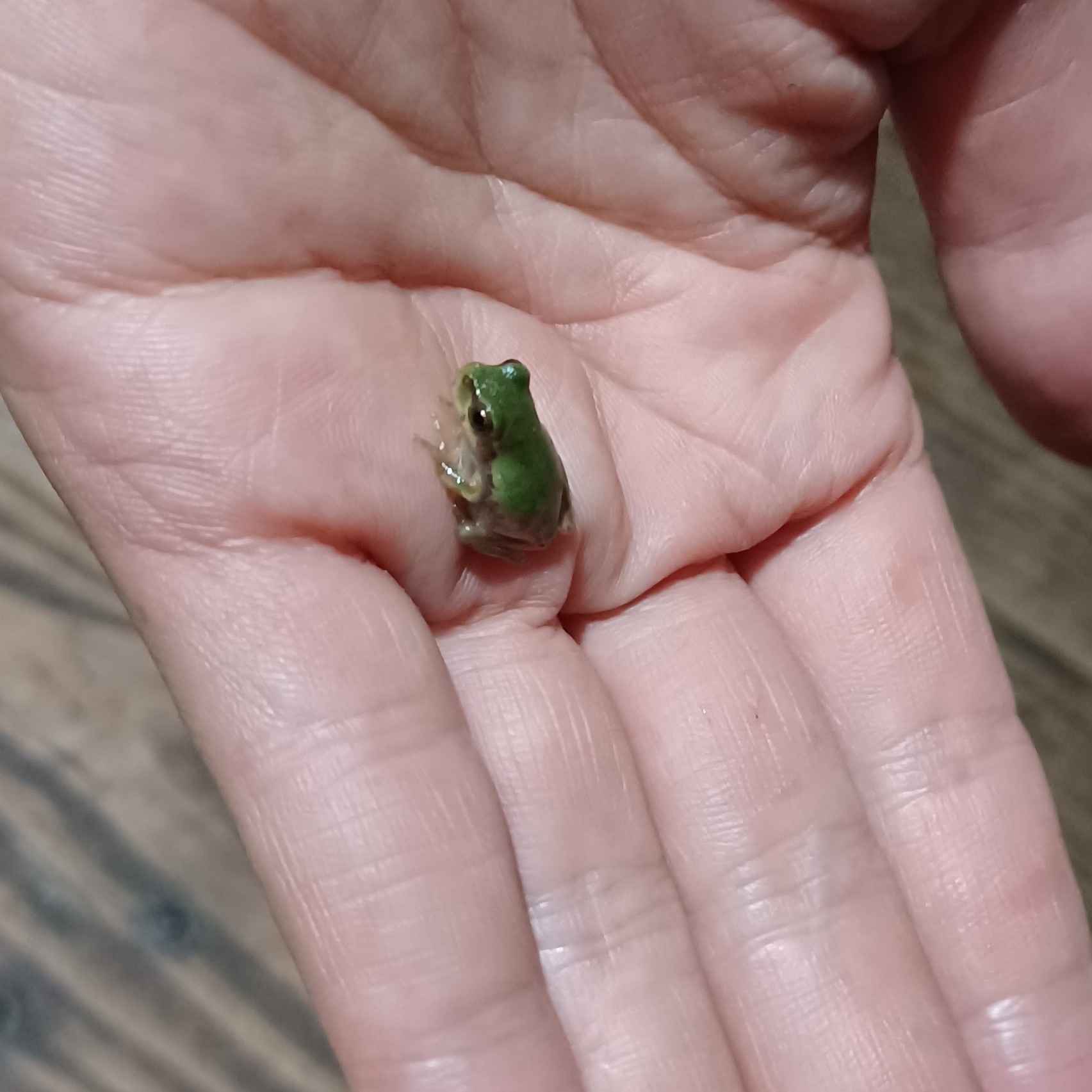 a5******* profile image