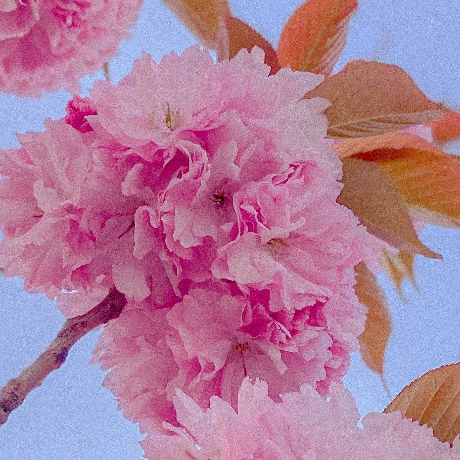 sy****** profile image