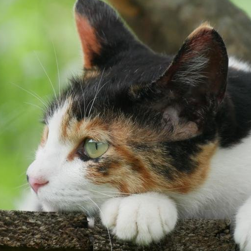 ya******* profile image