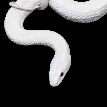 ak***** profile image