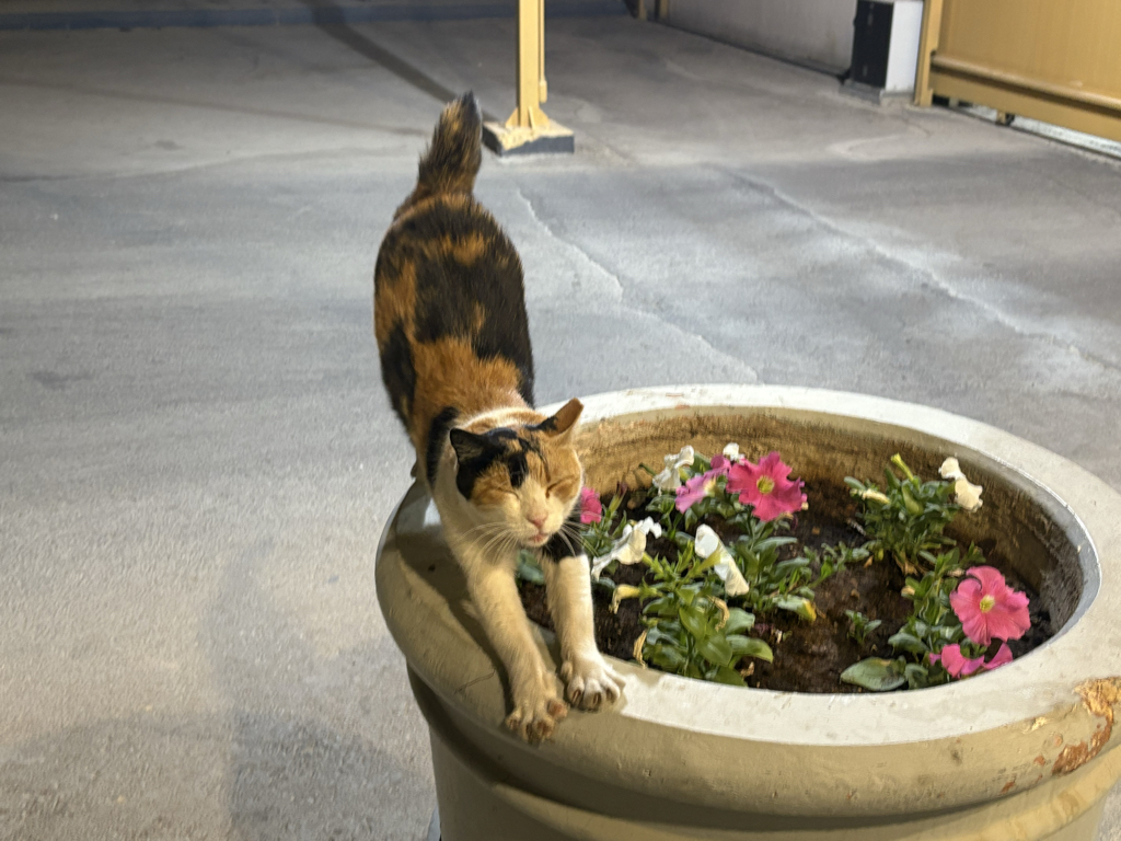 mi****** profile image