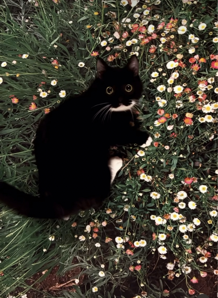 fo********* profile image