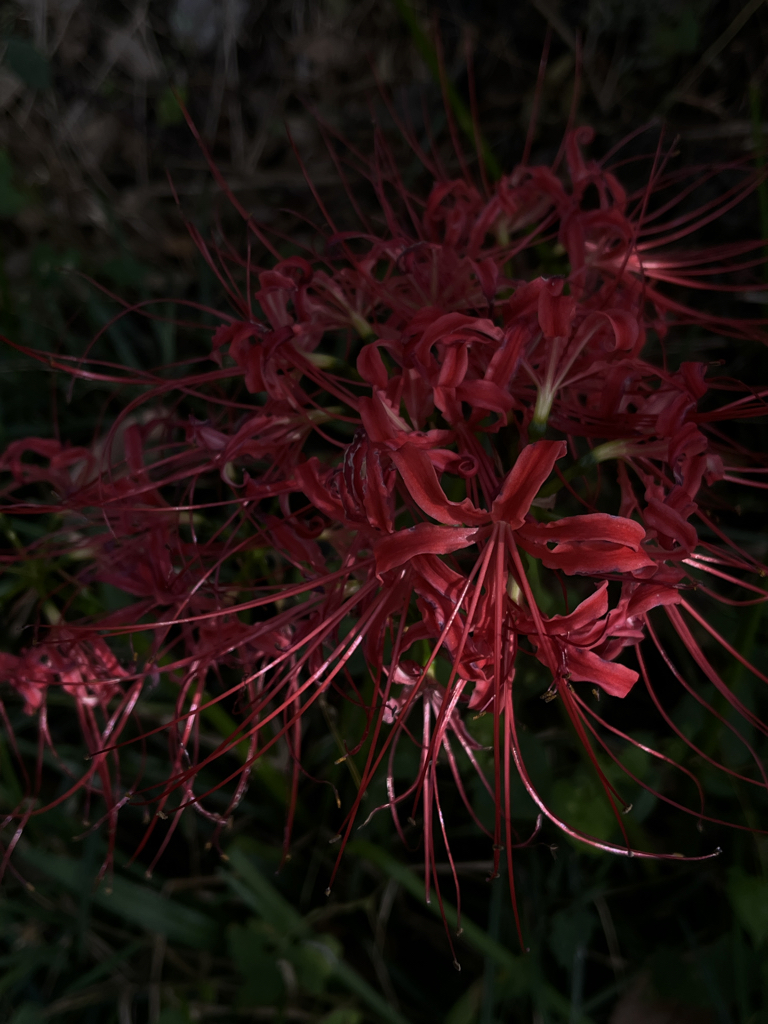 ri******* profile image