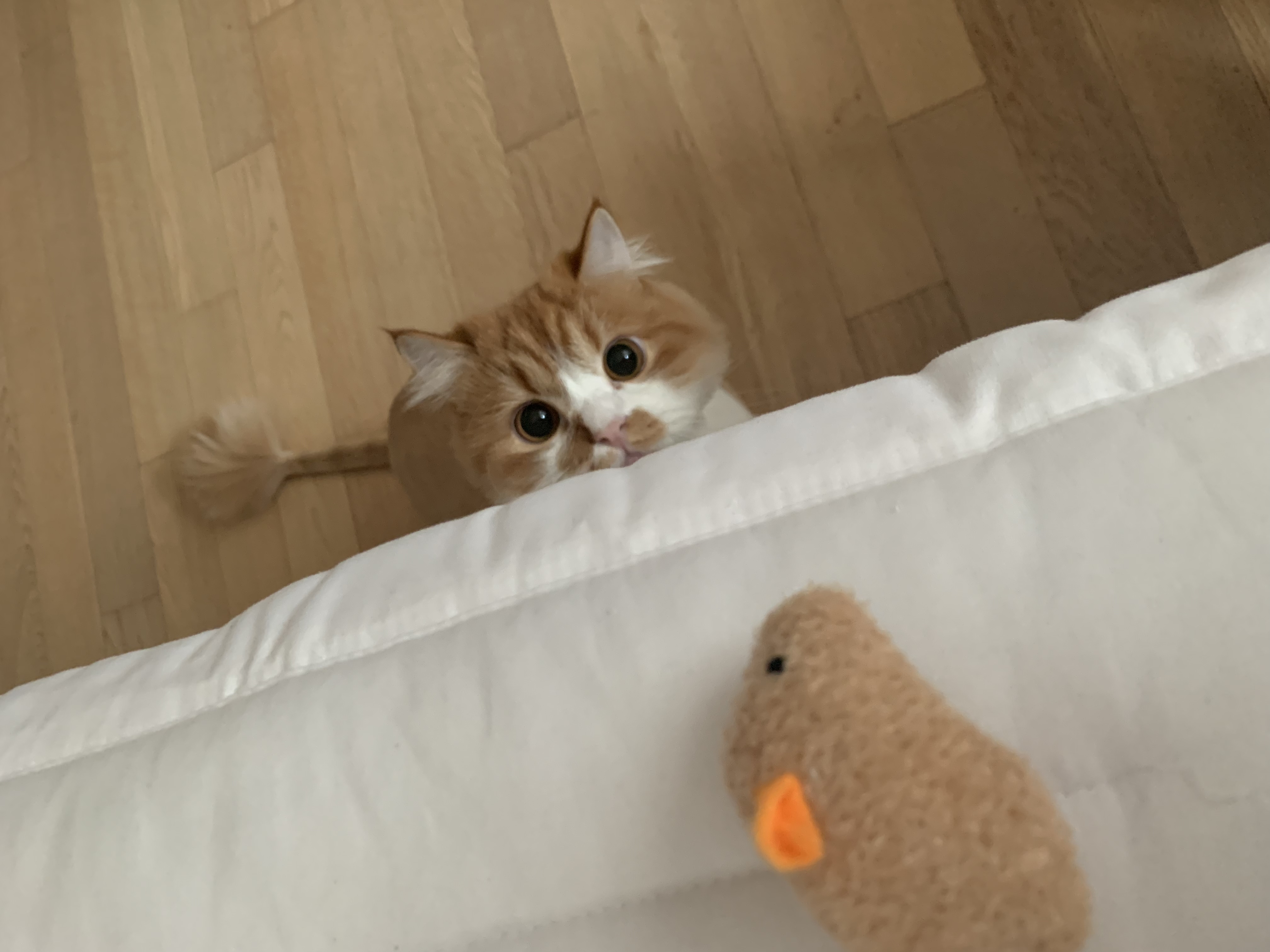 ru***** profile image