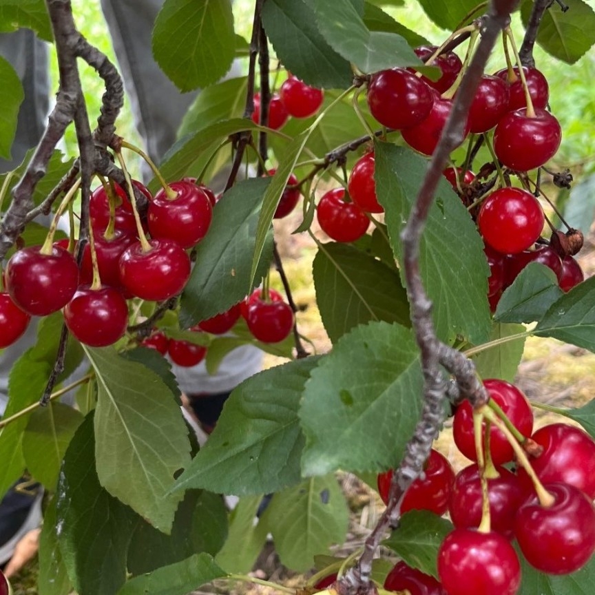 sy****** profile image