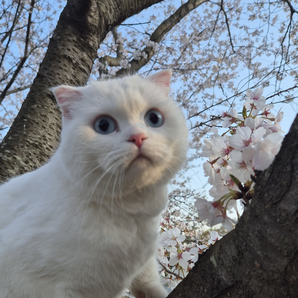 sc***** profile image