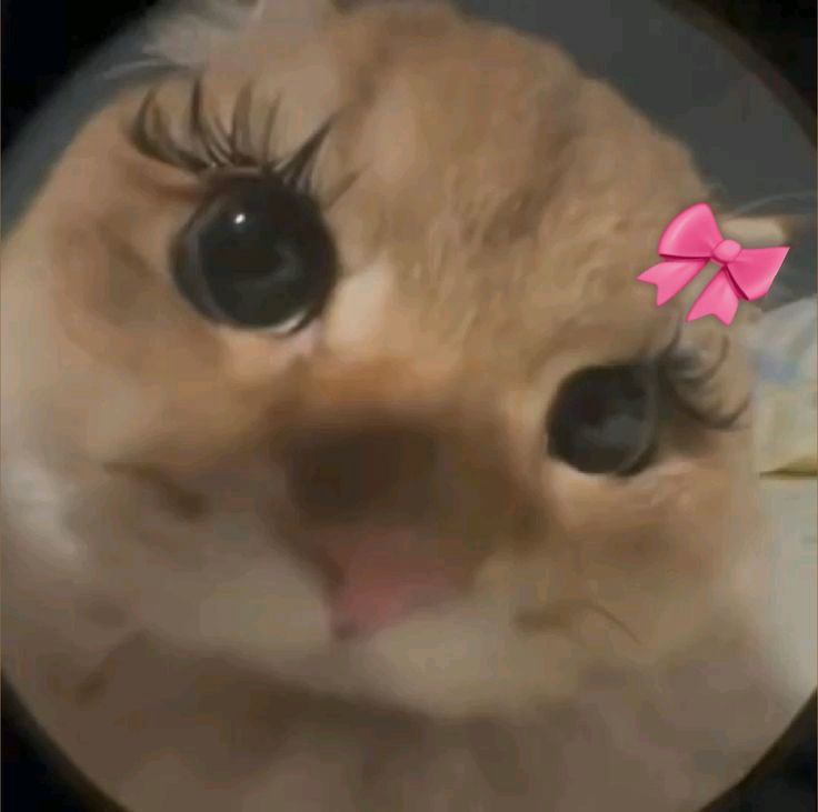 wv******** profile image